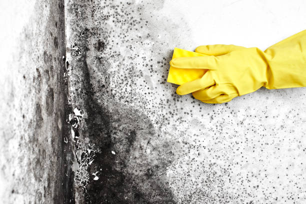 Best Best Mold Removal Companies  in Charter Oak, CA