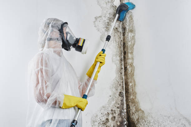 Mold Removal Process in Charter Oak, CA