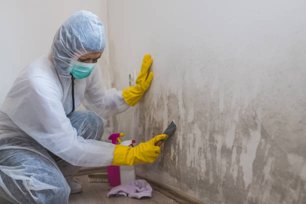 Best Emergency Mold Removal  in Charter Oak, CA
