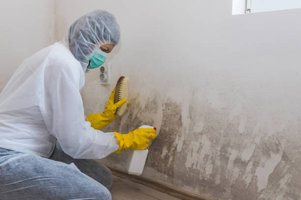 Best Certified Mold Removal  in Charter Oak, CA