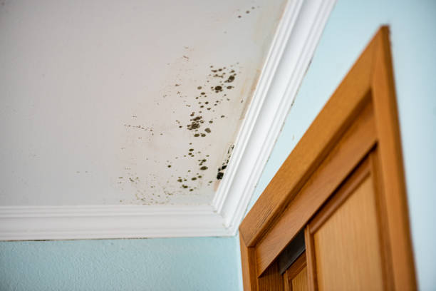 Best Best Mold Removal Companies  in Charter Oak, CA