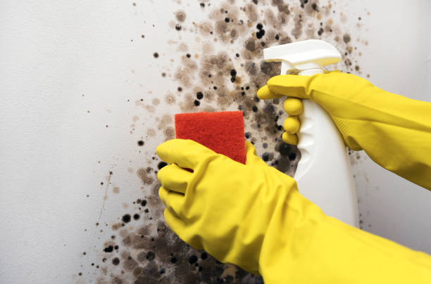 Certified Mold Removal in Charter Oak, CA