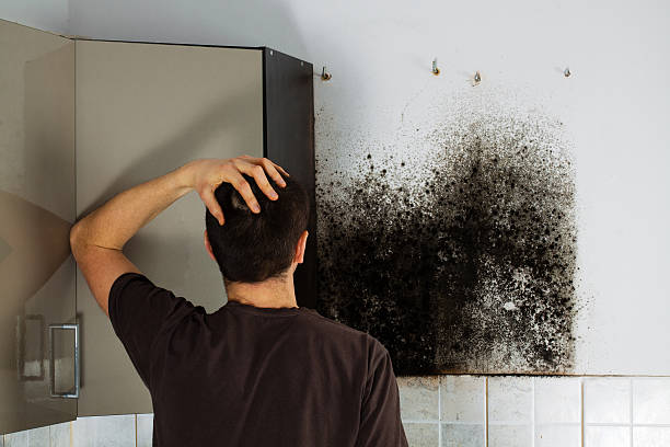 Trusted Charter Oak, CA Mold Removal Experts